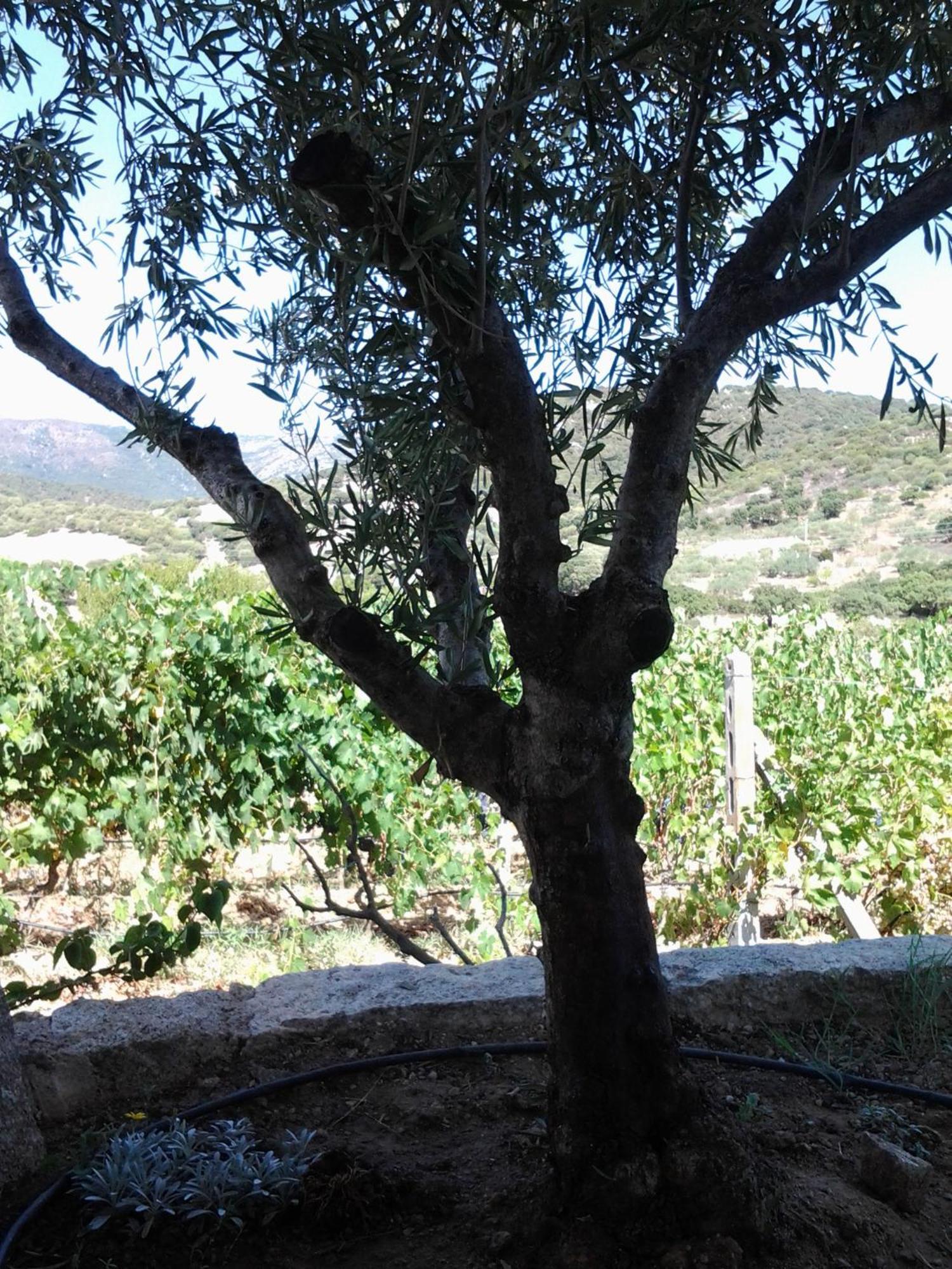 Agriturismo B&B Domo De Resteblas Berchidda Dış mekan fotoğraf