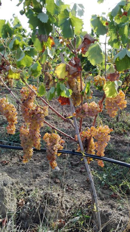 Agriturismo B&B Domo De Resteblas Berchidda Dış mekan fotoğraf